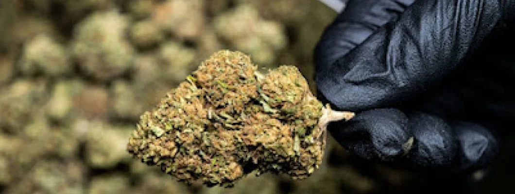 Medical Marijuana in Florida for PTSD and Chronic Pain Relief Medical Marijuana in Florida for PTSD and Chronic Pain Relief