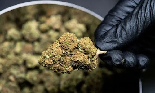 Medical Marijuana in Florida for PTSD and Chronic Pain Relief