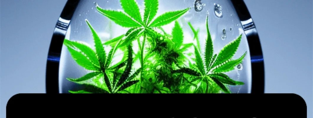 The Best Weed Strains 2026 The Best Weed Strains 2026