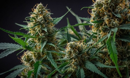 How Can You Tell If THCA Flower Is Lab-Tested and Safe to Use? How Can You Tell If THCA Flower Is Lab-Tested and Safe to Use?