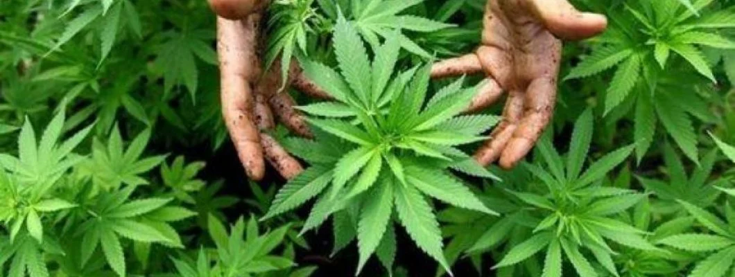 Best Time When To Harvest Marijuana Plants