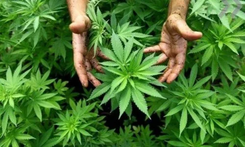 Best Time When To Harvest Marijuana Plants