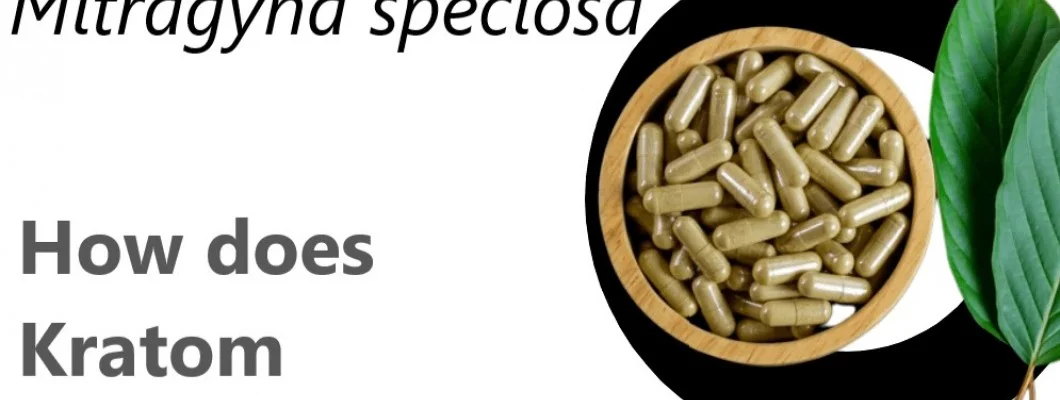 Explore How Does Kratom Affect the Body Explore How Does Kratom Affect the Body
