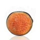 Coral Sea Honeycomb Pipe Coral Sea Honeycomb Pipe